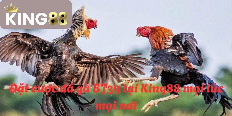 BJ39 đá gà tại King88 là điểm đến lý tưởng cho các hội viên