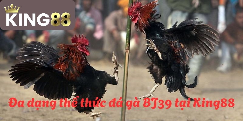 Đa dạng các thể thức đá gà giúp anh em có nhiều sự lựa chọn đặt cược