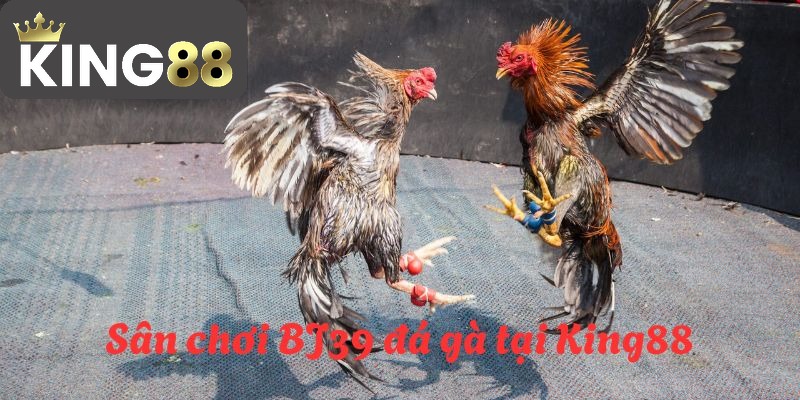Hé lộ về sân chơi đá gà được nhiều hội viên tin tưởng tham gia