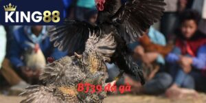 BJ39 đá gà - Sân chơi đá gà hấp dẫn nhất hành tinh năm 2025