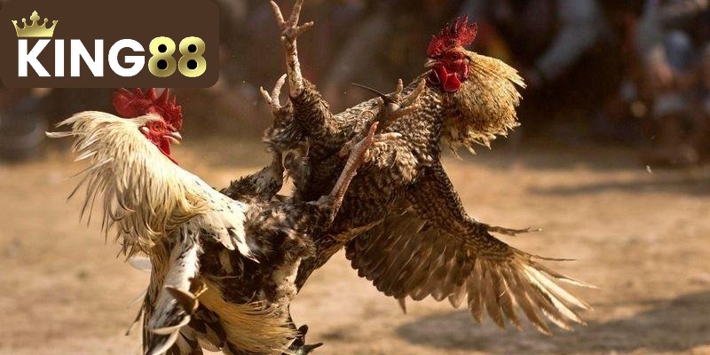Đá Gà 2 Đá gà King88 mang đến cho người chơi trải nghiệm cá cược dễ dàng
