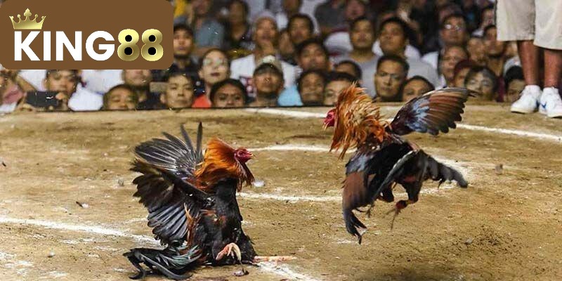Đá Gà 1 Sảnh cược đá gà King88 chúng tôi đã khẳng định vị thế trên thị trường cá cược