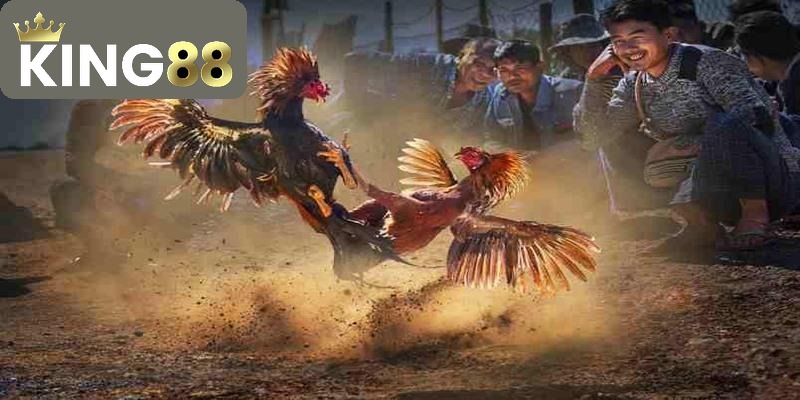 Đá Gà 3 Thể loại đá gà nòi - loại hình thi đấu truyền thống